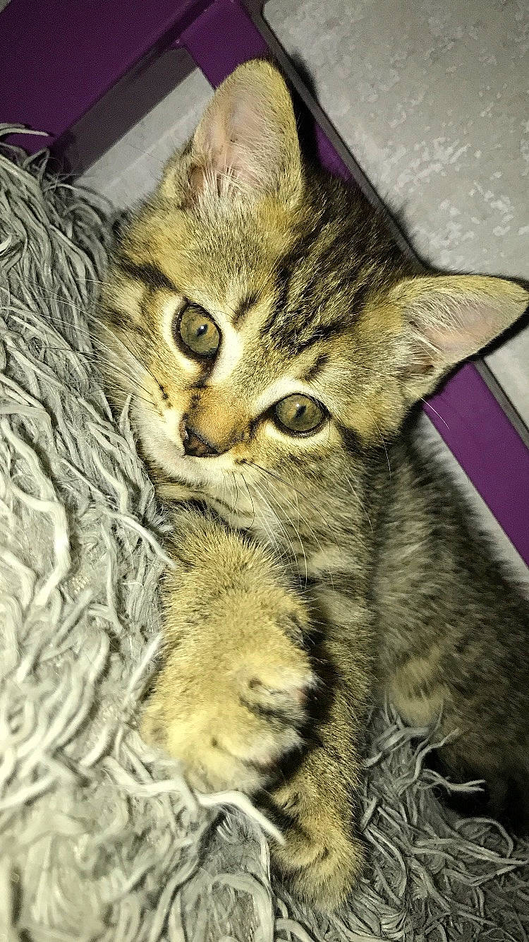 Cody participe au concours pour gagner de l'argent avec cette photo : carnivore, cat, claw, close_up, domestic_short_haired_cat, felidae, fur, paw, small_to_medium_sized_cats, snout, tail, terrestrial_animal, whiskers, wildlife