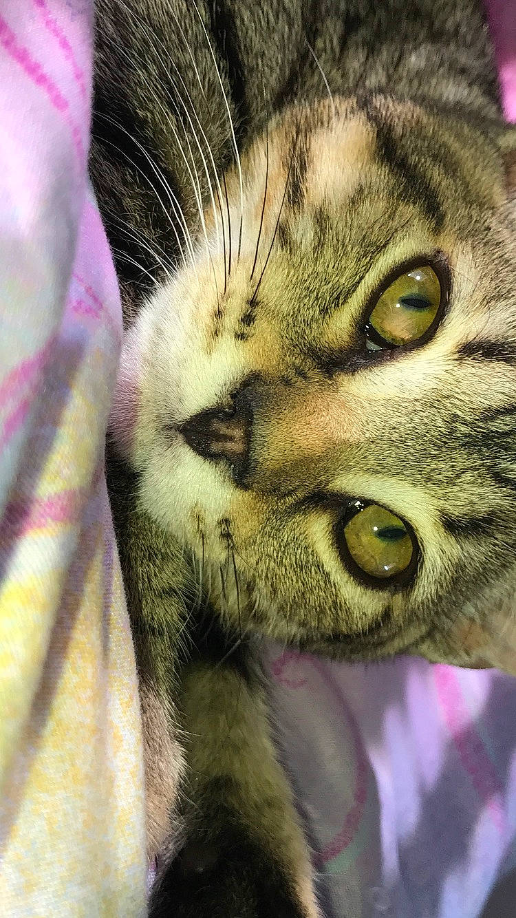 Cody participe au concours pour gagner de l'argent avec cette photo : carnivore, cat, claw, close_up, domestic_short_haired_cat, eye, felidae, fur, head, iris, jaw, mammal, nose, pattern, paw, small_to_medium_sized_cats, snout, terrestrial_animal, whiskers, wildlife