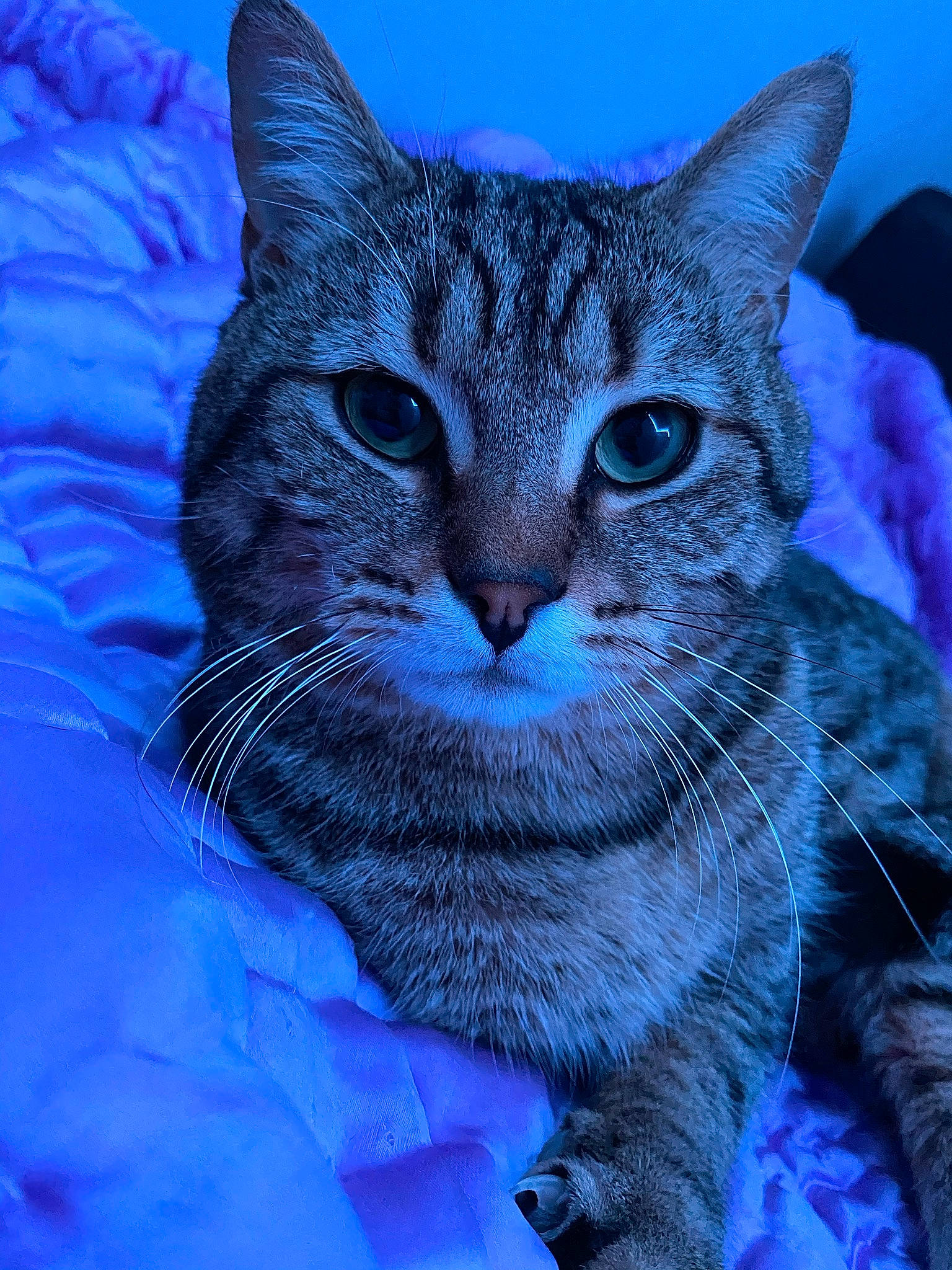 Cody a rejoint le concours — aidez-le/la à gagner de superbes lots ! blue, carnivore, cat, domestic_short_haired_cat, electric_blue, felidae, fur, gesture, small_to_medium_sized_cats, snout, whiskers, wildlife, window