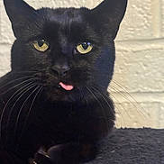 Binx joined the competition — help win amazing prizes! animal, black_cat, black_fur, cat, close_up, cute, domestic_cat, feline, house_pet, indoor, looking_at_camera, mischievous, pet, portrait, resting, texture, tongue_out, wall, whiskers, yellow_eyes