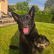 Maddie a rejoint le concours — aidez-le/la à gagner de superbes lots ! dog, puppy, black_dog, outdoor, garden, grass, backyard, house, hedge, sunlight, portrait, sitting, happy, tongue_out, floppy_ears, upright_ears, animal, pet, close_up, playful