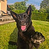 dog, puppy, black_dog, outdoor, garden, grass, backyard, house, hedge, sunlight, portrait, sitting, happy, tongue_out, floppy_ears, upright_ears, animal, pet, close_up, playful
