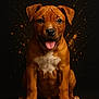 puppy, dog, brown, white_chest, sitting, tongue_out, happy, portrait, studio, dark_background, paint_splatter, cute, animal, pet, young, mammal, fur, ears, paws, expression