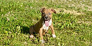 Aïko participe au concours pour gagner de l'argent avec cette photo : puppy, dog, grass, outdoor, sunlight, tongue_out, happy, brown, white, pet, animal, nature, young, playful, sitting, ears, field, summer, cute, canine