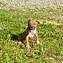 puppy, dog, grass, outdoor, sunlight, tongue_out, happy, brown, white, pet, animal, nature, young, playful, sitting, ears, field, summer, cute, canine