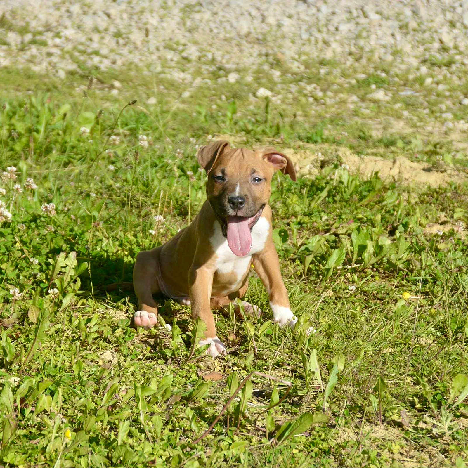 Aïko participe au concours pour gagner de l'argent avec cette photo : animal, brown, canine, cute, dog, ears, field, grass, happy, nature, outdoor, pet, playful, puppy, sitting, summer, sunlight, tongue_out, white, young