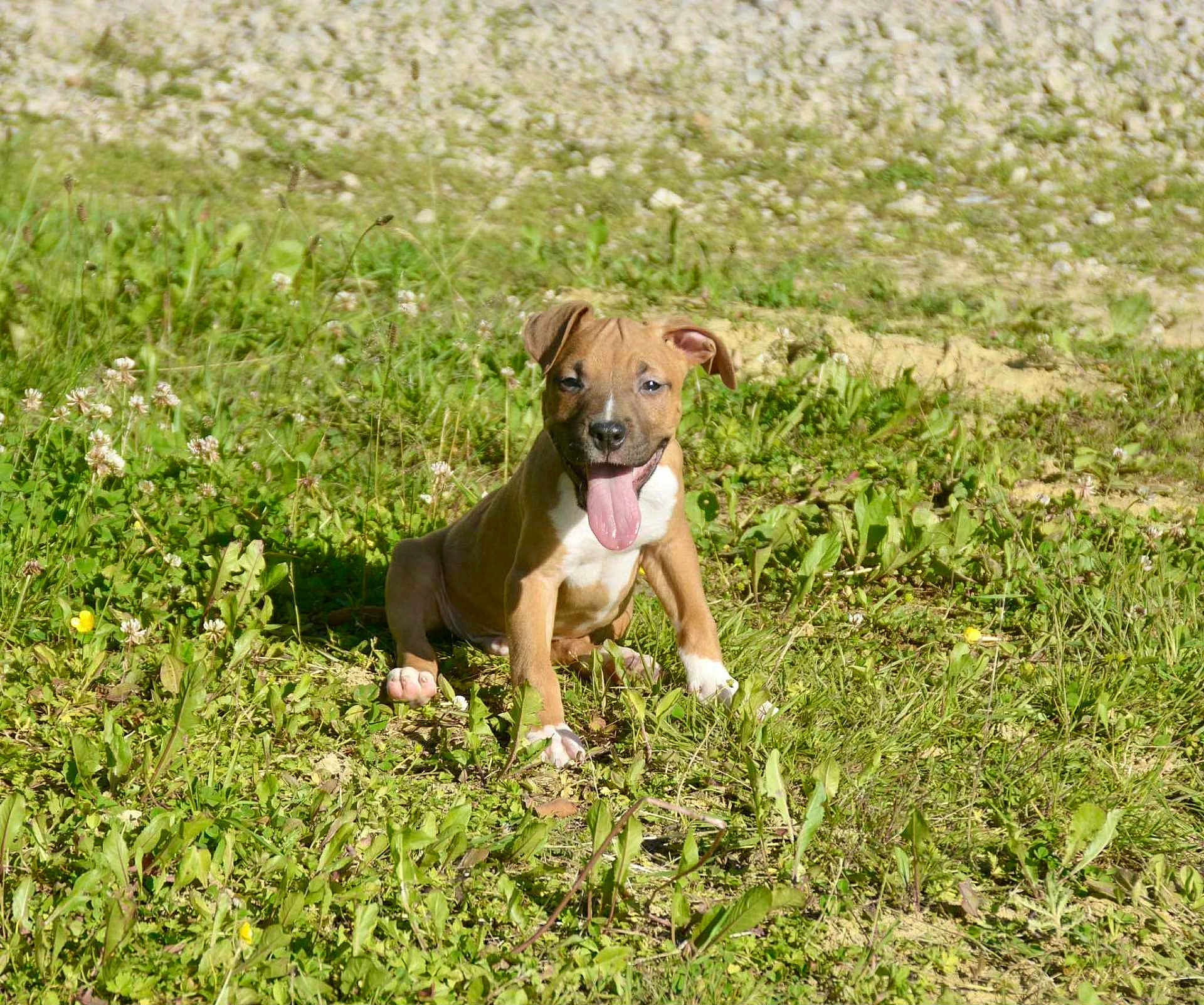 Aïko participe au concours pour gagner de l'argent avec cette photo : puppy, dog, grass, outdoor, sunlight, tongue_out, happy, brown, white, pet, animal, nature, young, playful, sitting, ears, field, summer, cute, canine