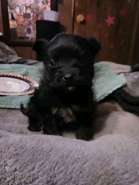 Littlebear is registered to the contest to win money with this photo: black_cat, canidae, carnivore, claw, companion_dog, dog, dog_breed, felidae, fur, liver, non_sporting_group, paw, snout, sporting_group, tail, terrestrial_animal, terrier, toy_dog, whiskers, working_animal