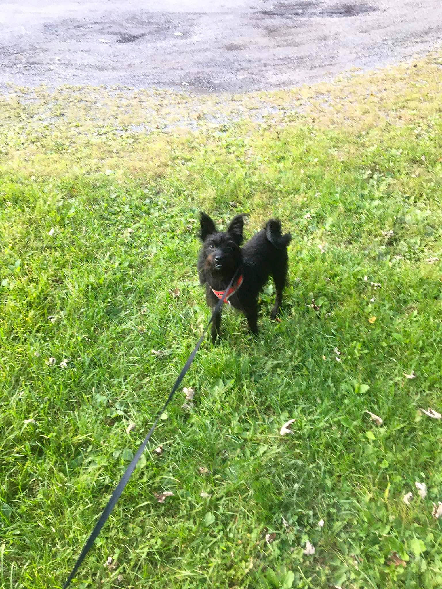 Littlebear is registered to the contest to win money with this photo: carnivore, companion_dog, dog, dog_breed, field, flower, grass, grassland, groundcover, herbaceous_plant, herding_dog, pasture, plant, prairie, shrub, sporting_group, tail, terrestrial_animal, water_dog, working_animal