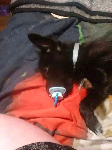 Littlebear joined the competition — help win amazing prizes! canidae, carmine, carnivore, cat, comfort, companion_dog, dog_breed, felidae, fur, human_leg, linens, nap, small_to_medium_sized_cats, snout, sporting_group, sportswear, tail, thigh, whiskers, working_animal