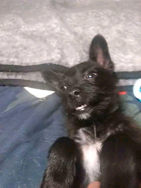 Littlebear is registered to the contest to win money with this photo: canidae, carnivore, companion_dog, dog, dog_breed, fur, non_sporting_group, paw, snout, sporting_group, tail, terrestrial_animal, whiskers, working_animal, working_dog