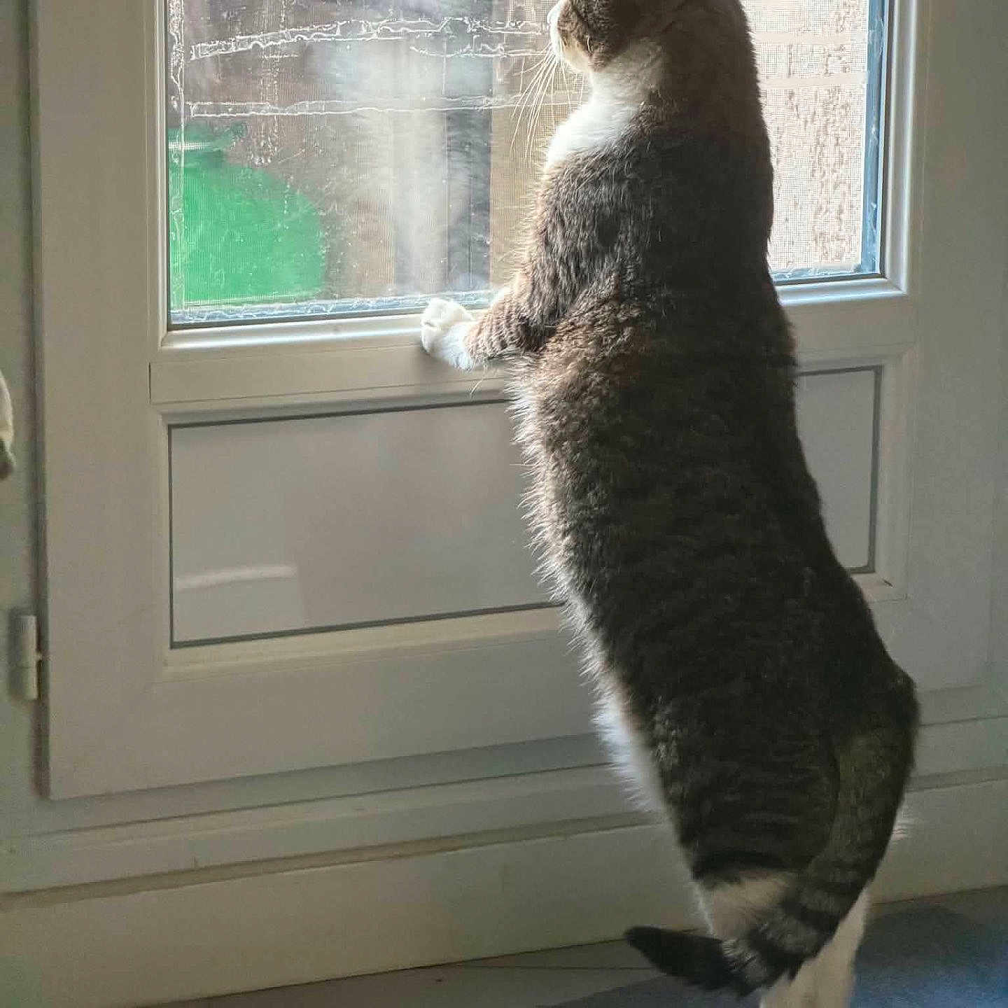 Oscar participe au concours pour gagner de l'argent avec cette photo : cat, window, curious, indoor, standing, hind_legs, paws, fur, light, shadow, glass, sill, floor, tile, mat, domestic, pet, whiskers, tail, looking_out