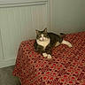 cat, tabby_cat, bed, blanket, pattern, red, beige, indoor, window, wall, paneled_wall, floor, relaxed, feline, pet, animal, resting, cozy, calm, stretching