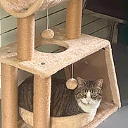 Oscar a rejoint le concours — aidez-le/la à gagner de superbes lots ! animal, brown, cat, cat_tree, cozy, curious, dangle, ears, face, fur, furniture, indoor, pet, plush, relaxed, resting, tabby_cat, toy, whiskers, white