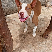 Simba participe au concours pour gagner de l'argent avec cette photo : dog, brown, white, happy, tongue_out, ears, outdoor, sand, tree_trunk, pet, canine, collar, animal, looking_up, smiling, closeup, friendly, daylight, playful, ground