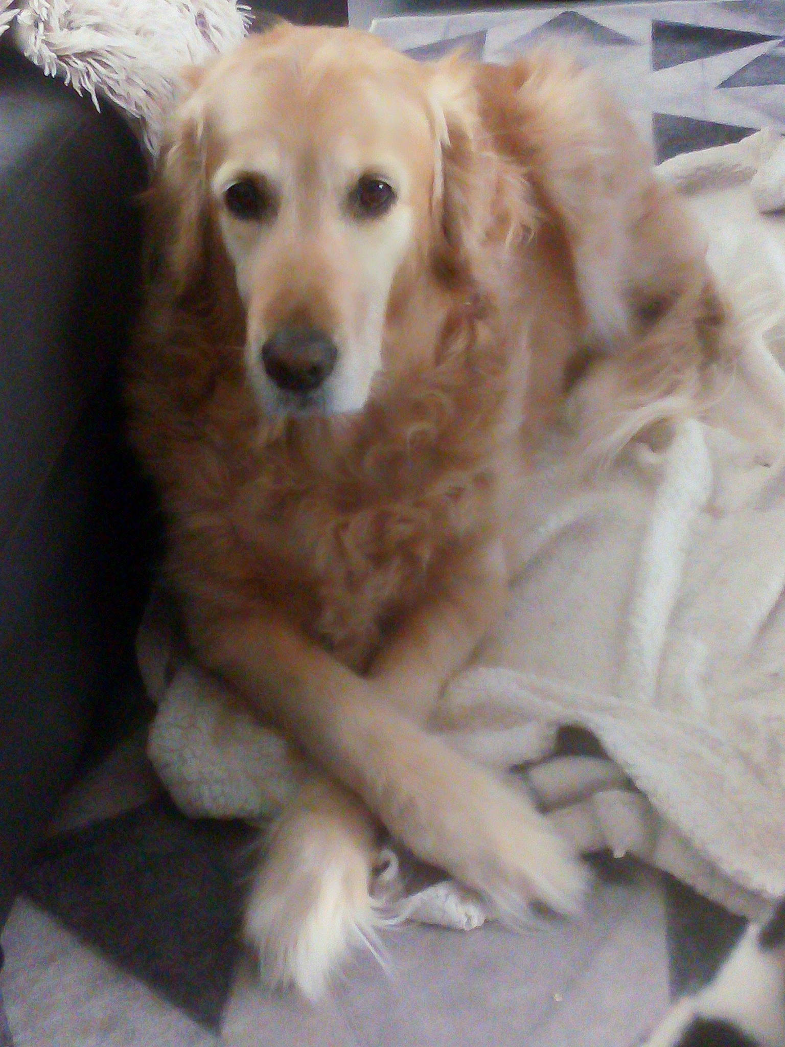 Pila a rejoint le concours — aidez-le/la à gagner de superbes lots ! ancient_dog_breeds, canidae, carnivore, companion_dog, dog, dog_breed, ear, fawn, fur, golden_retriever, gun_dog, snout, sporting_group, whiskers, working_animal