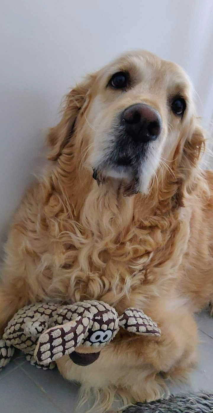 Pila participe au concours pour gagner de l'argent avec cette photo : canidae, carnivore, companion_dog, dog, dog_breed, dog_collar, fur, gun_dog, liver, snout, sporting_group, whiskers, working_animal