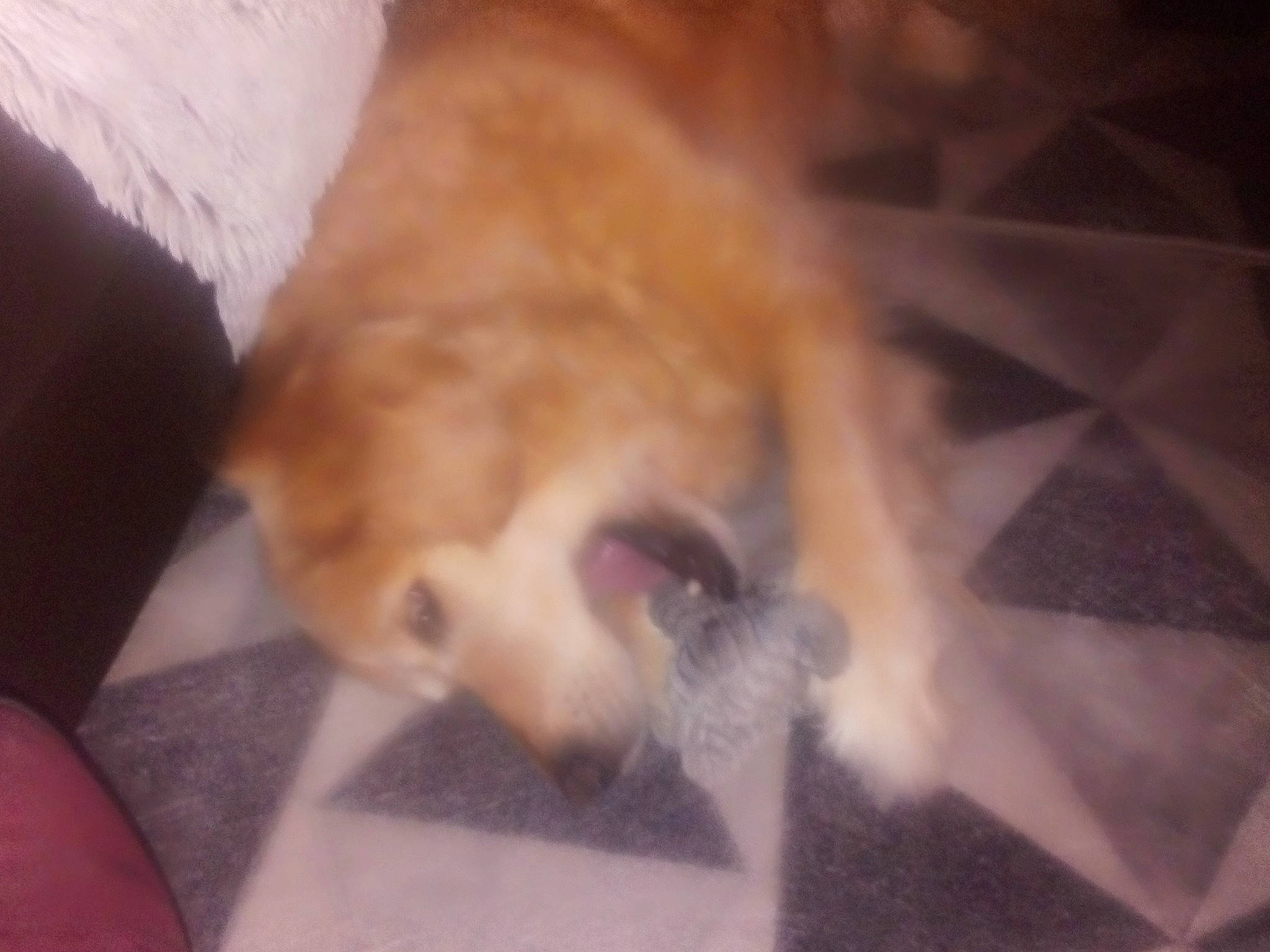 Pila participe au concours pour gagner de l'argent avec cette photo : carnivore, companion_dog, dog, dog_breed, fawn, felidae, flooring, fur, german_spitz, hardwood, paw, pomeranian, puppy_love, small_to_medium_sized_cats, spitz, tail, toy_dog, whiskers, wood, working_animal