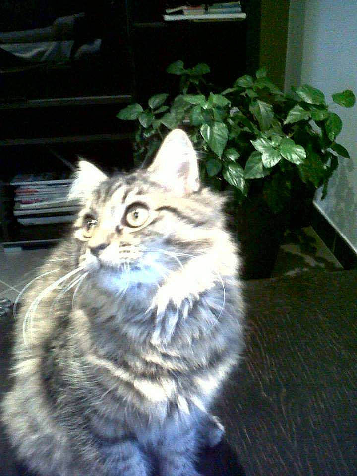 Coocky a rejoint le concours — aidez-le/la à gagner de superbes lots ! automotive_tire, carnivore, cat, darkness, domestic_short_haired_cat, door, felidae, flooring, flowerpot, fur, grass, hardwood, houseplant, plant, sitting, small_to_medium_sized_cats, snout, tail, terrestrial_animal, whiskers