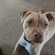 Whiskey Brigio joined the competition — help win amazing prizes! animal, black_sneaker, canine, carpet, close_up, collar, companion, curious, dog, domestic, floor, friendly, indoor, light_brown, looking_up, mammal, paw, pet, table_leg, tag