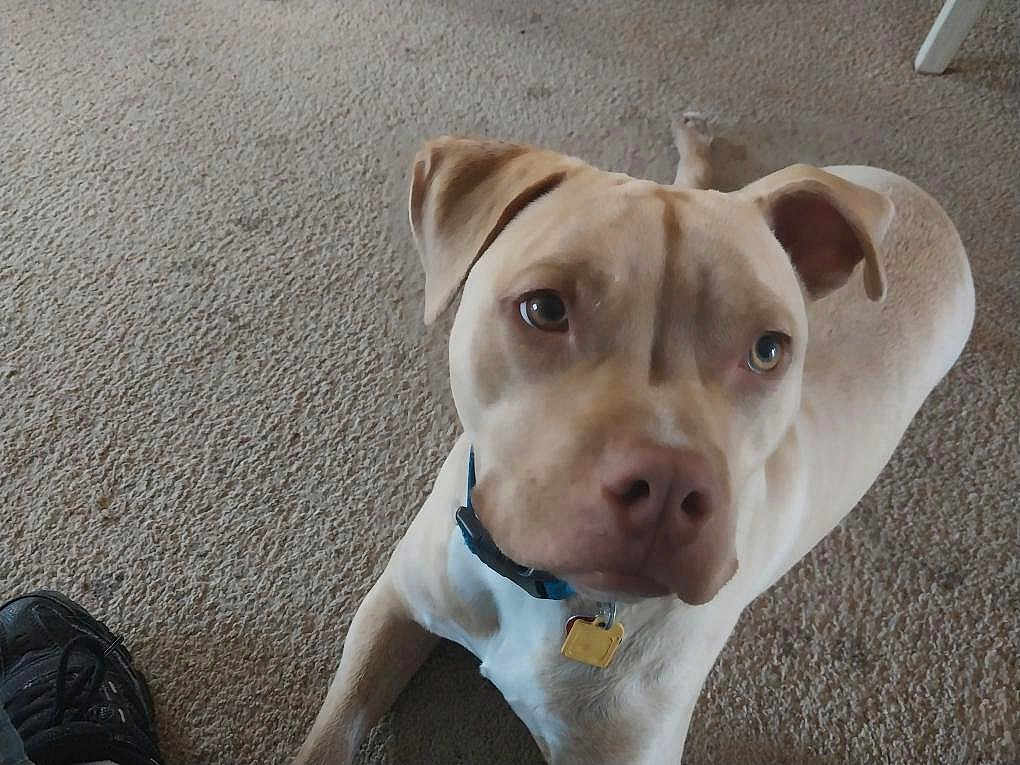 Whiskey Brigio joined the competition — help win amazing prizes! animal, black_sneaker, canine, carpet, close_up, collar, companion, curious, dog, domestic, floor, friendly, indoor, light_brown, looking_up, mammal, paw, pet, table_leg, tag