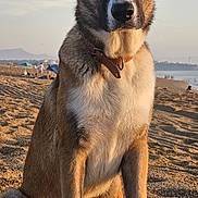 Falko a rejoint le concours — aidez-le/la à gagner de superbes lots ! animal, beach, canine, collar, daytime, dog, golden_hour, landscape, mountain, nature, outdoor, pet, portrait, relaxed, sand, sea, sitting, sky, sunlight, sunset