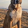 animal, beach, canine, collar, daytime, dog, golden_hour, landscape, mountain, nature, outdoor, pet, portrait, relaxed, sand, sea, sitting, sky, sunlight, sunset