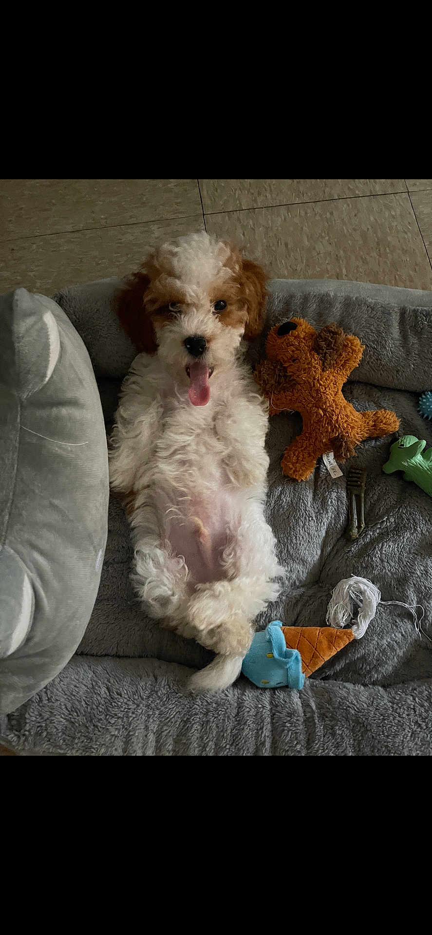 Prince is registered to the contest to win money with this photo: dog, puppy, pet_bed, plush_toy, stuffed_animal, tile_floor, tongue_out, paws, belly, ice_cream_toy, chew_toy, squeaky_toy, happy, lying_on_back, curly_fur, fluffy, gray_blanket, green_toy, indoor, cute