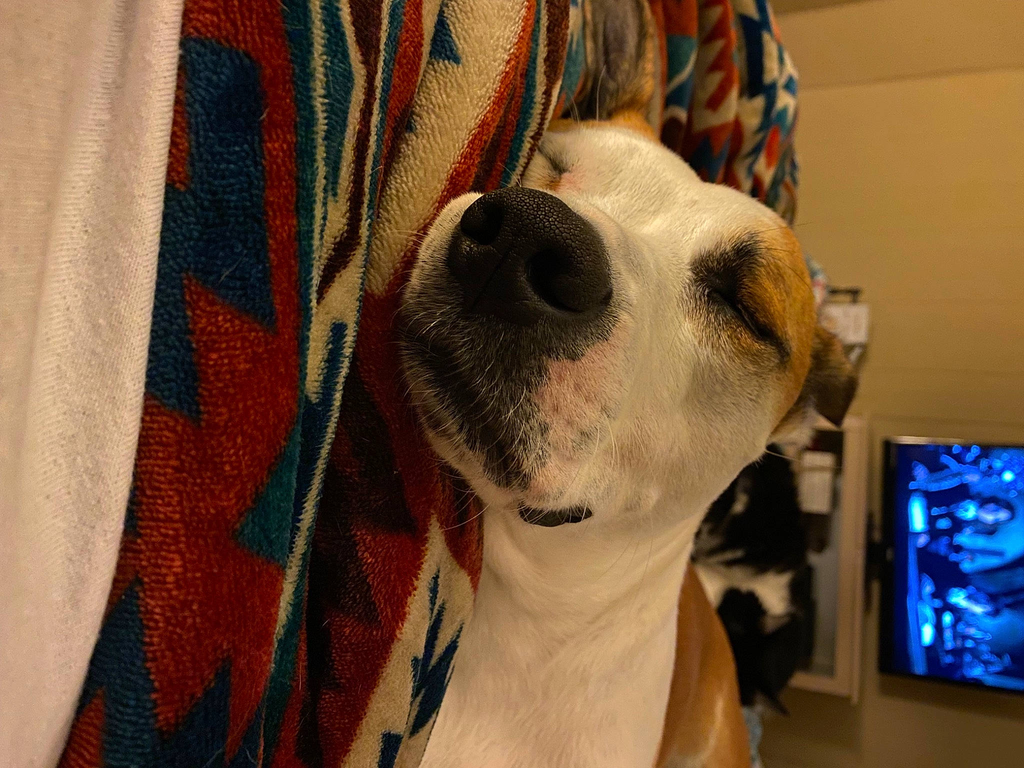 Riley joined the competition — help win amazing prizes! canidae, carnivore, collar, comfort, companion_dog, display_device, dog, dog_breed, dog_supply, ear, fawn, fur, pattern, plaid, snout, sporting_group, tartan, whiskers, working_animal, woven_fabric