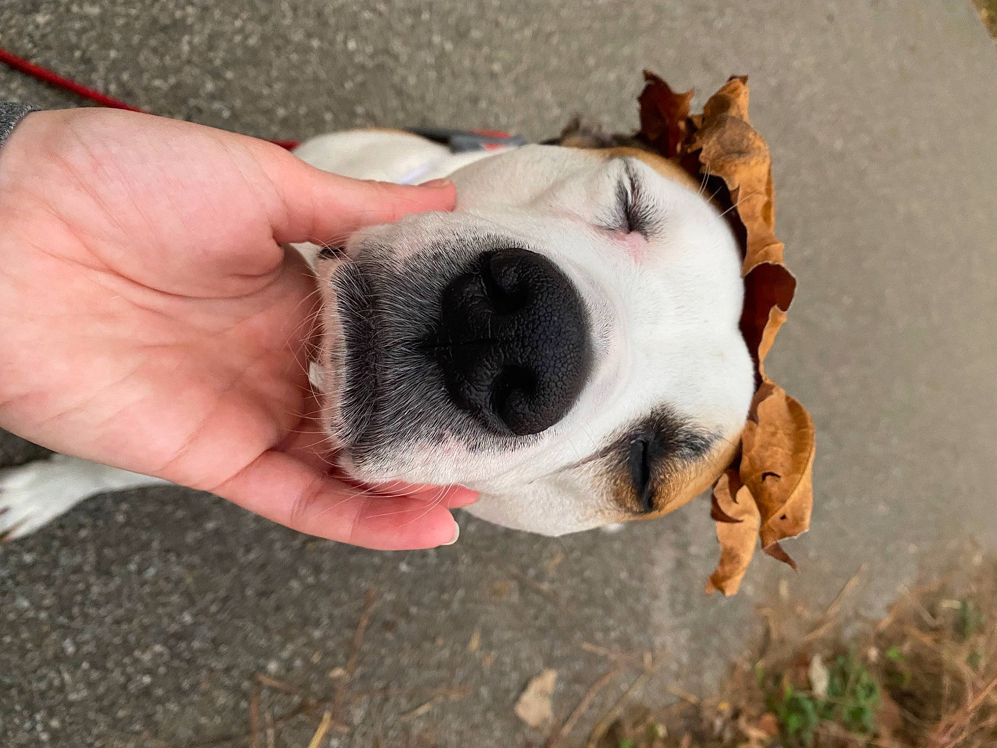 Riley is registered to the contest to win money with this photo: ancient_dog_breeds, canidae, carnivore, collar, companion_dog, dog, dog_breed, dog_collar, dog_supply, fawn, fur, nail, non_sporting_group, paw, plant, puppy_love, snout, sporting_group, whiskers, working_animal