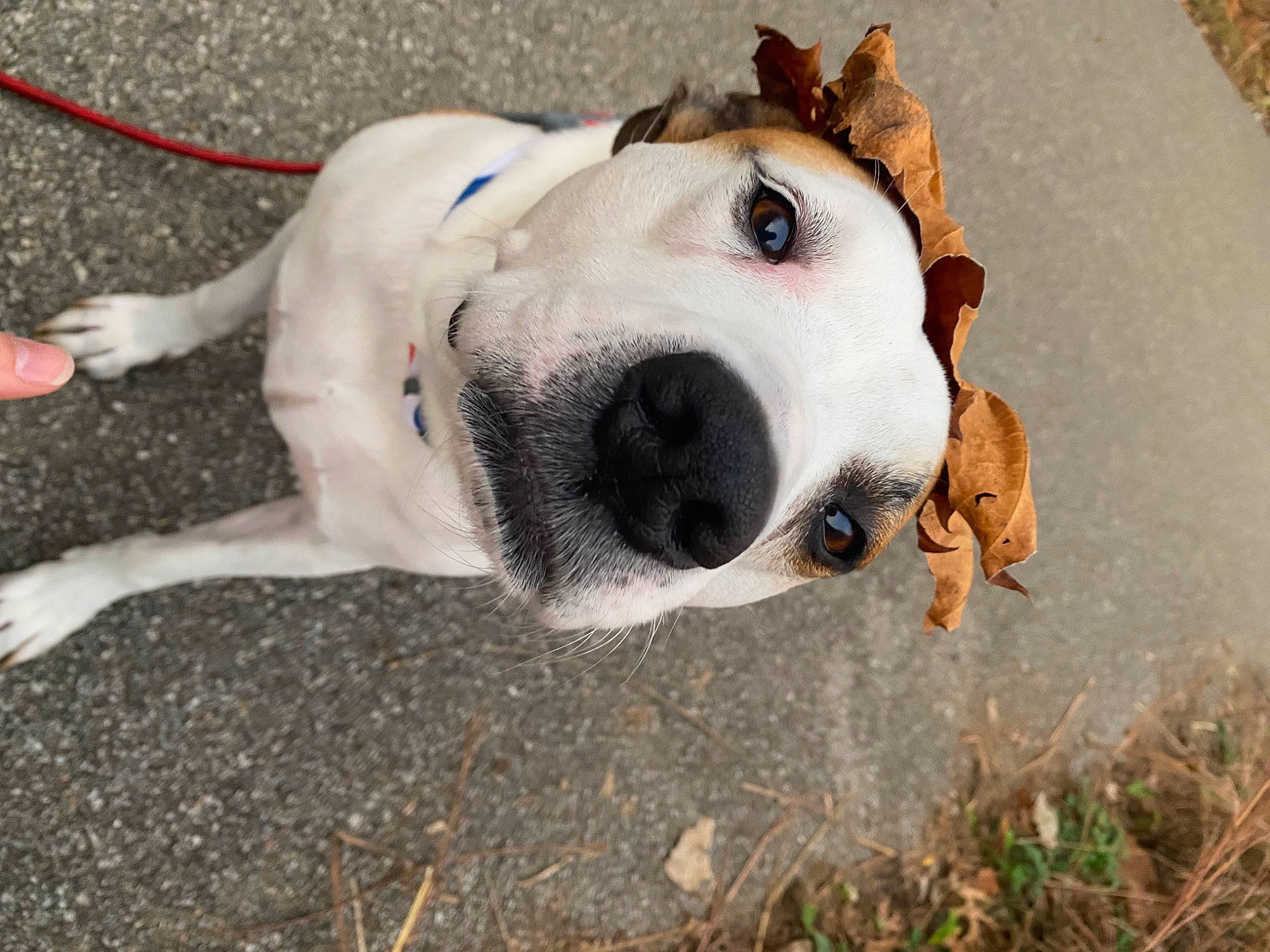 Riley joined the competition — help win amazing prizes! carnivore, collar, companion_dog, dog, dog_breed, dog_collar, dog_supply, sporting_group, street_dog, whiskers, working_animal, working_dog