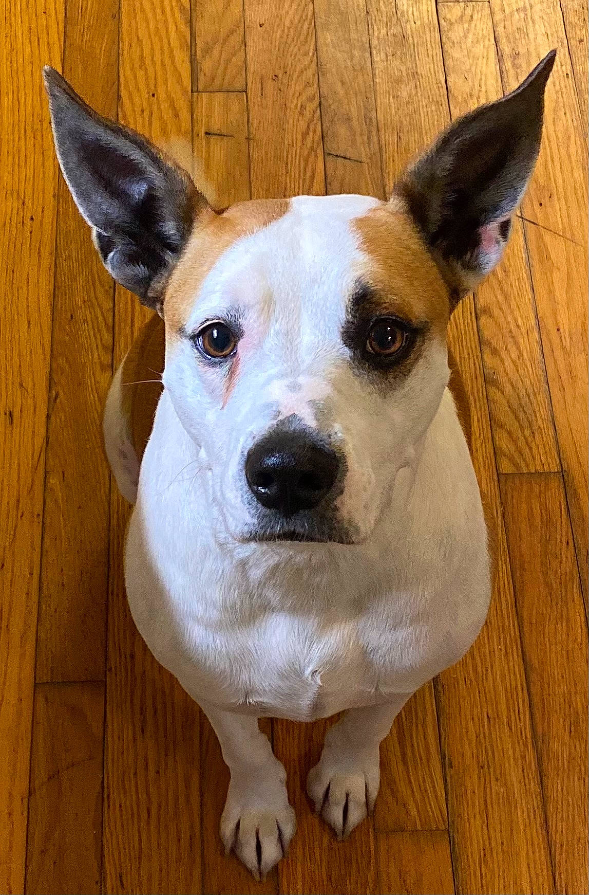 Riley joined the competition — help win amazing prizes! ancient_dog_breeds, canidae, carnivore, collar, companion_dog, dog, dog_breed, dog_collar, ear, eye, fawn, flooring, hardwood, head, snout, sporting_group, whiskers, wood, wood_stain, working_animal