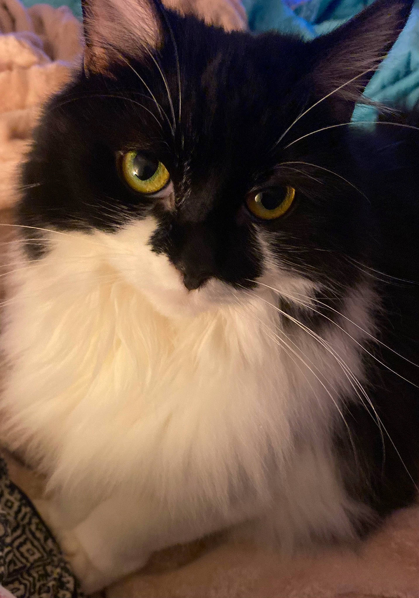 Lula is registered to the contest to win money with this photo: carnivore, cat, curious, eye, felidae, fur, small_to_medium_sized_cats, snout, tail, terrestrial_animal, whiskers