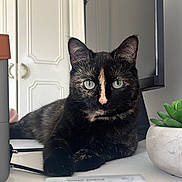 Hina a rejoint le concours — aidez-le/la à gagner de superbes lots ! cat, tortoiseshell_cat, desk, computer_monitor, plant, succulent, indoor, pet, feline, animal, curious, green_eyes, office, workspace, blurred_foreground, relaxed, looking_at_camera, black_fur, brown_fur, white_mark