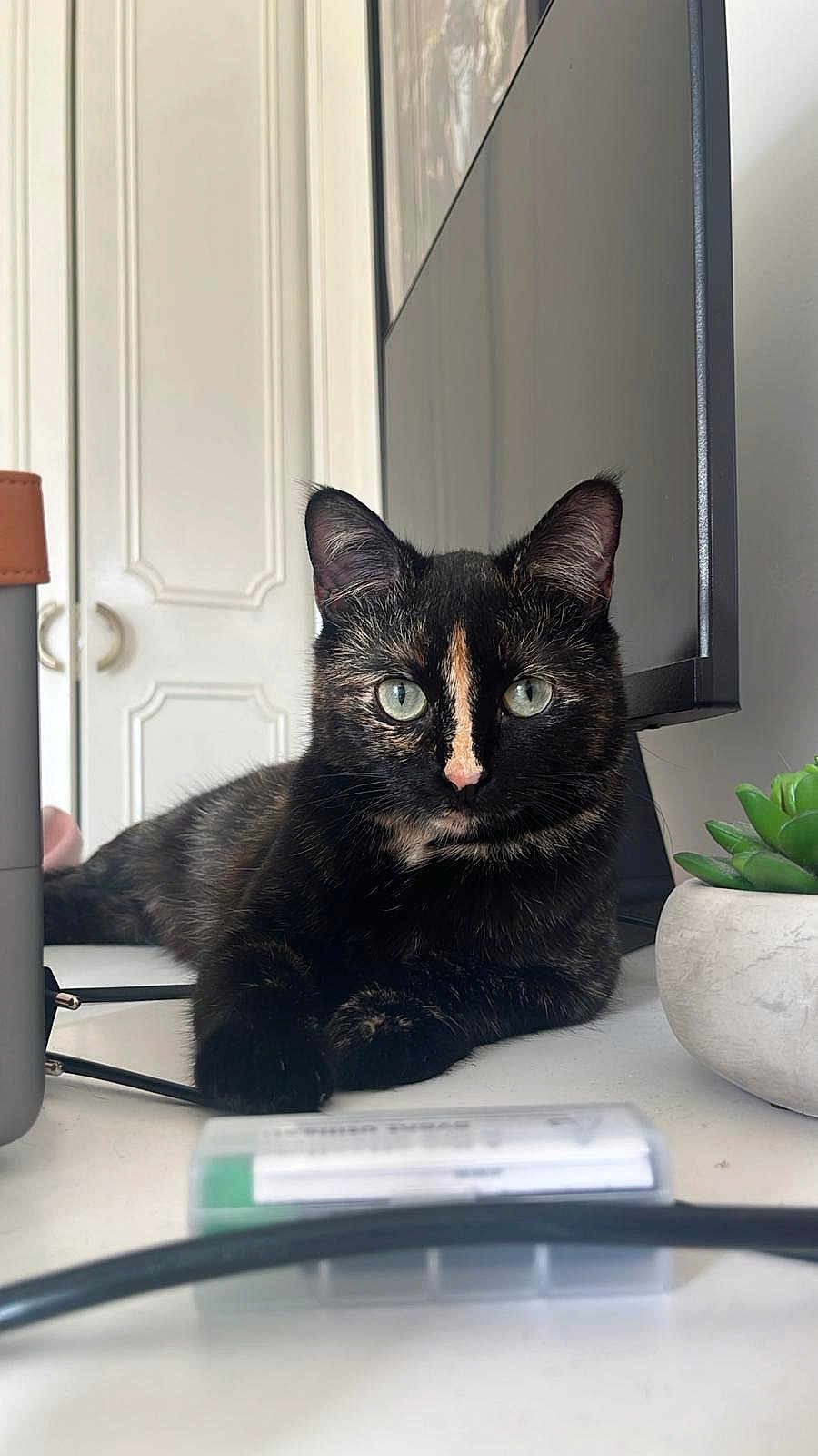 Hina a rejoint le concours — aidez-le/la à gagner de superbes lots ! cat, tortoiseshell_cat, desk, computer_monitor, plant, succulent, indoor, pet, feline, animal, curious, green_eyes, office, workspace, blurred_foreground, relaxed, looking_at_camera, black_fur, brown_fur, white_mark