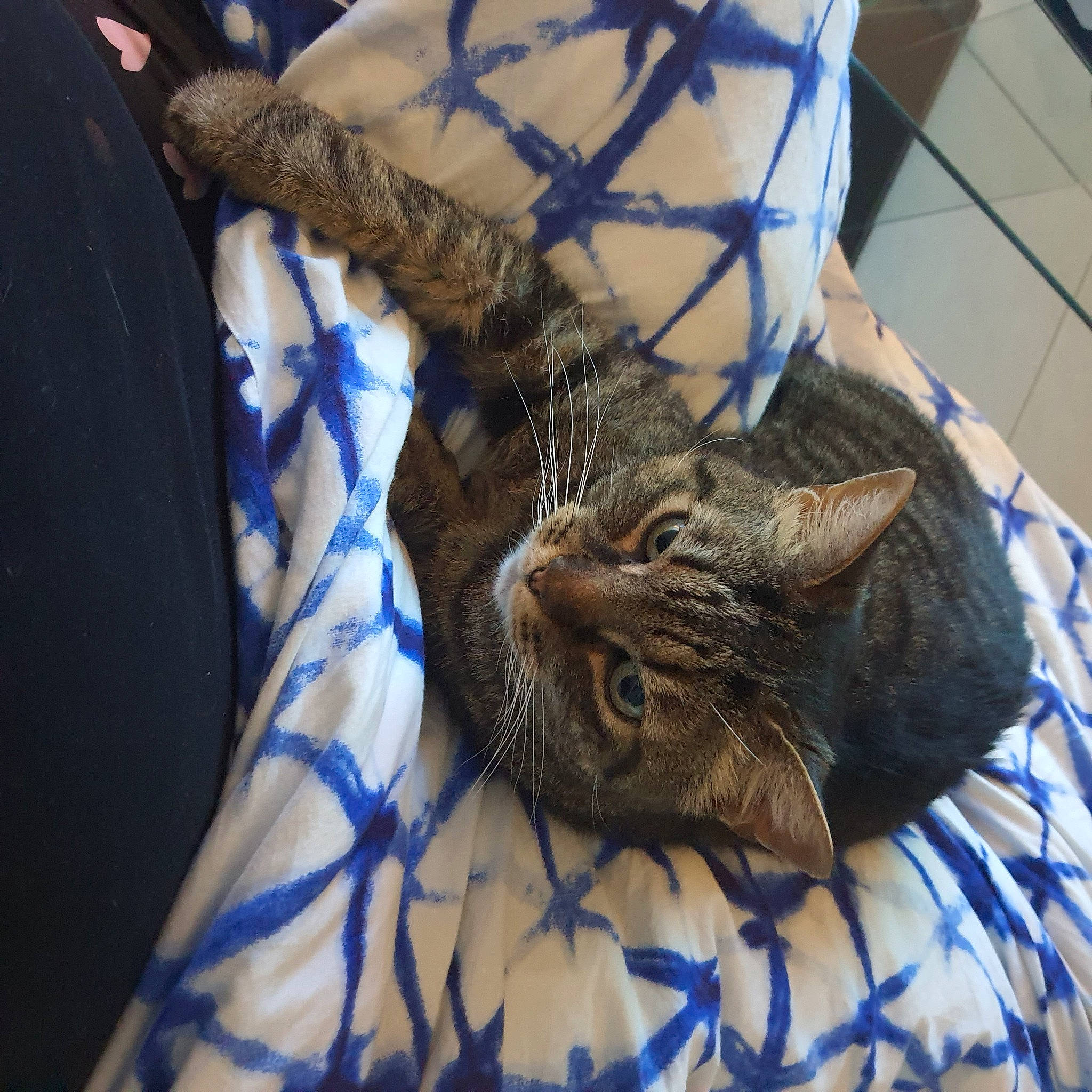 Moumouss participe au concours pour gagner de l'argent avec cette photo : bag, blue, carnivore, cat, claw, comfort, domestic_short_haired_cat, electric_blue, felidae, fur, linens, luggage_and_bags, nap, pattern, small_to_medium_sized_cats, snout, terrestrial_animal, whiskers