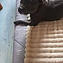 dog, black_dog, pet, couch, blanket, fur, indoor, floor, wood_floor, looking_back, relaxed, cozy, home, furniture, animal, companion, domestic, calm, resting, curious