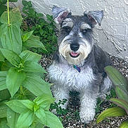 Toby joined the competition — help win amazing prizes! dog, schnauzer, pet, animal, outdoor, plants, flower, greenery, nature, fur, tongue, happy, sitting, garden, wall, texture, leaf, collar, small_dog, cute