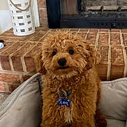 Leo is registered to the contest to win money with this photo: adorable, animal, brick, brown, collar, cozy, curly_fur, cute, dog, domestic, fireplace, fur, indoor, looking, pet, pet_bed, puppy, sitting, small_dog, tag