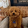 adorable, animal, brick, brown, collar, cozy, curly_fur, cute, dog, domestic, fireplace, fur, indoor, looking, pet, pet_bed, puppy, sitting, small_dog, tag