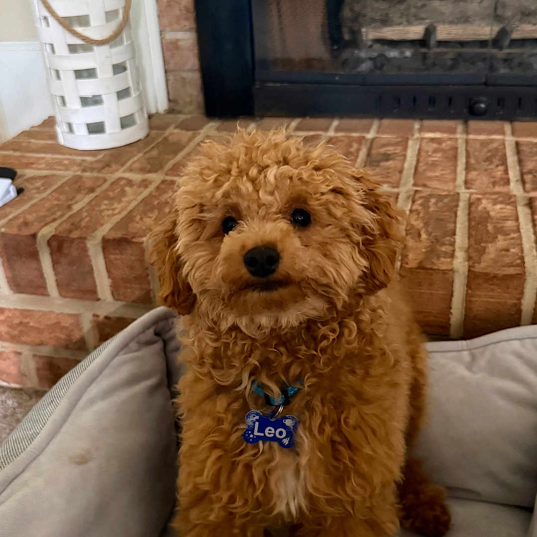 Leo
