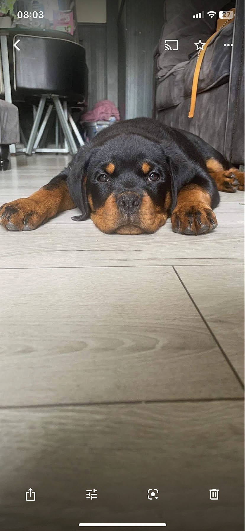Xena joined the competition — help win amazing prizes! canidae, carnivore, companion_dog, dog, dog_breed, door, fawn, flooring, guard_dog, hardwood, rottweiler, sporting_group, wood, working_animal, working_dog