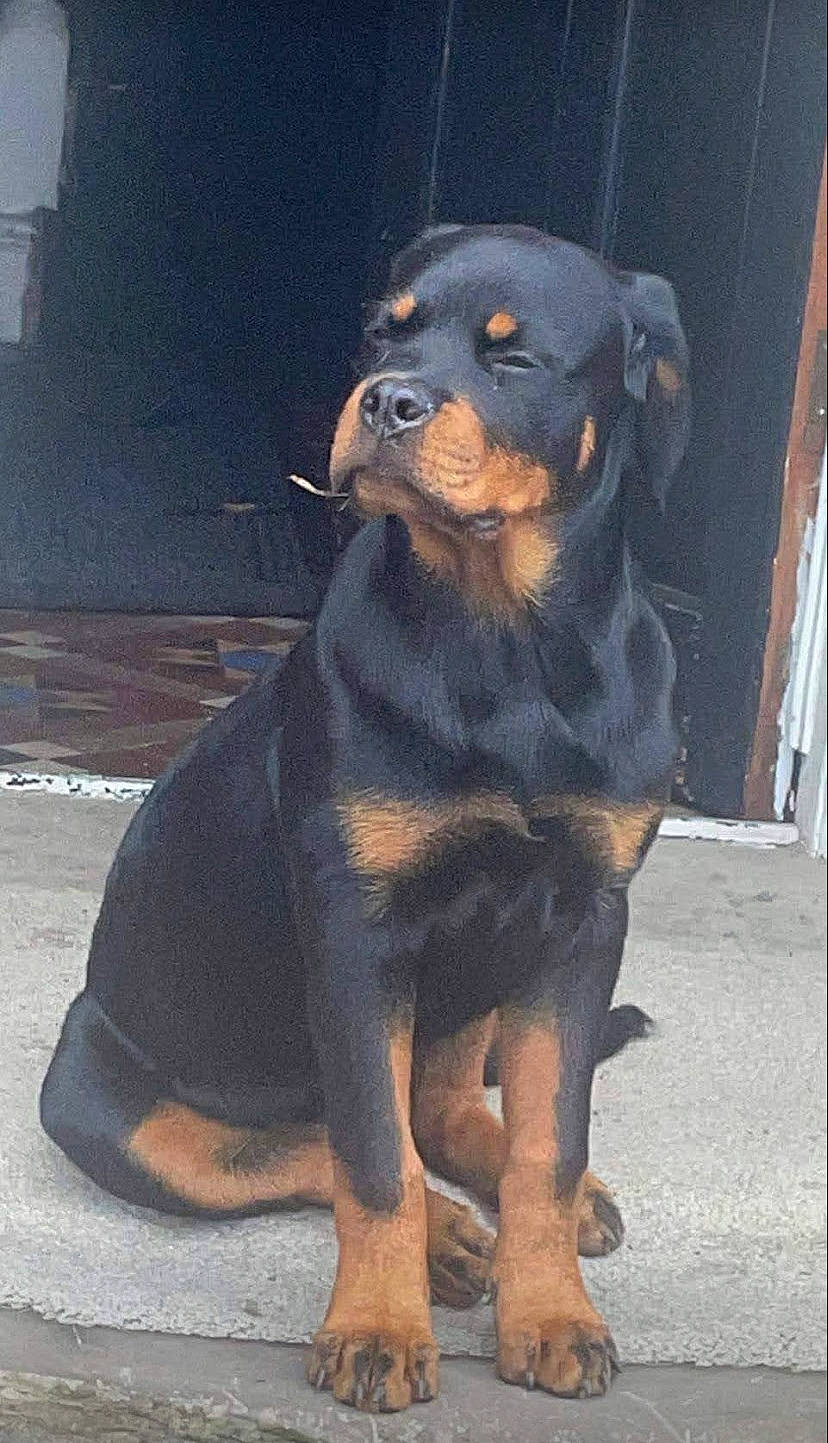 Xena joined the competition — help win amazing prizes! canidae, carnivore, companion_dog, dog, dog_breed, fur, guard_dog, hunting_dog, rottweiler, snout, sporting_group, terrestrial_animal, working_animal, working_dog