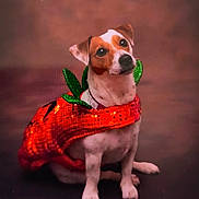 Ruby a rejoint le concours — aidez-le/la à gagner de superbes lots ! dog, pet, costume, red, green, sequin, cute, small_dog, sitting, studio, portrait, animal, brown_background, festive, decorative, canine, adorable, clothing, studio_lighting, looking_up