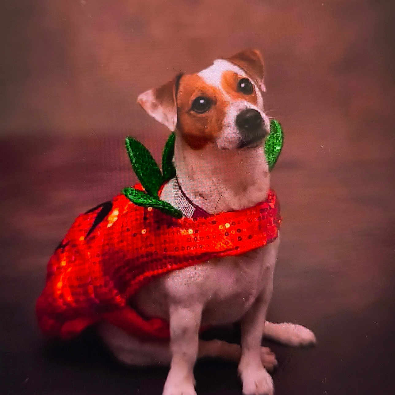 Ruby a rejoint le concours — aidez-le/la à gagner de superbes lots ! adorable, animal, brown_background, canine, clothing, costume, cute, decorative, dog, festive, green, looking_up, pet, portrait, red, sequin, sitting, small_dog, studio, studio_lighting