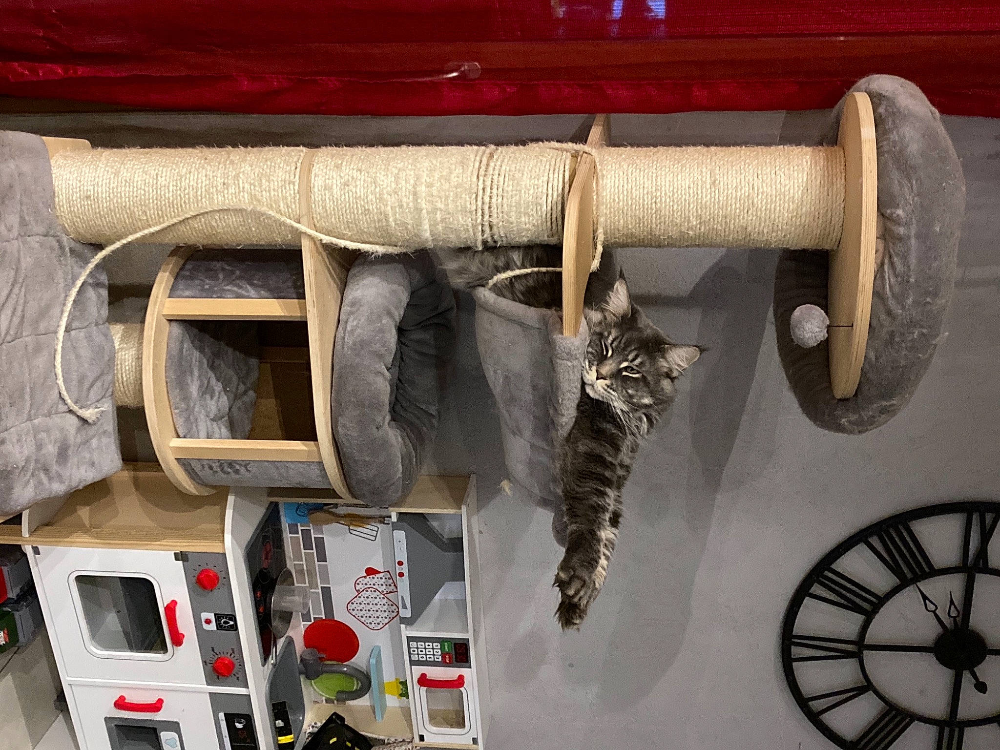 Oxbow a rejoint le concours — aidez-le/la à gagner de superbes lots ! art, automotive_tire, carnivore, cat, domestic_short_haired_cat, electrical_wiring, felidae, font, fur, hardwood, machine, metal, room, shelf, shelving, small_to_medium_sized_cats, tail, wall, whiskers, wood