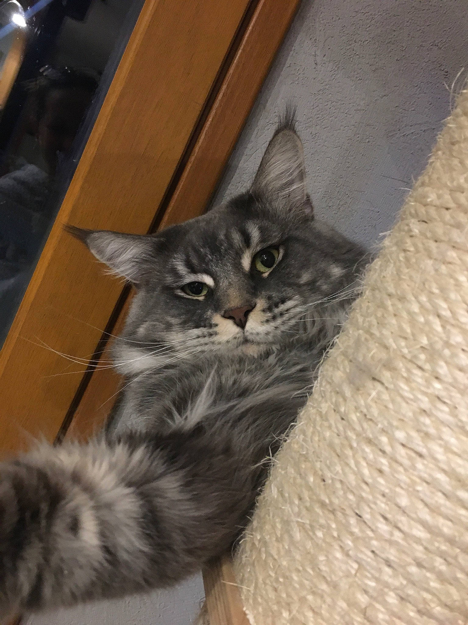 Oxbow participe au concours pour gagner de l'argent avec cette photo : carnivore, cat, claw, comfort, domestic_short_haired_cat, door, felidae, flooring, fur, grey, hardwood, paw, small_to_medium_sized_cats, tail, terrestrial_animal, varnish, whiskers, wood