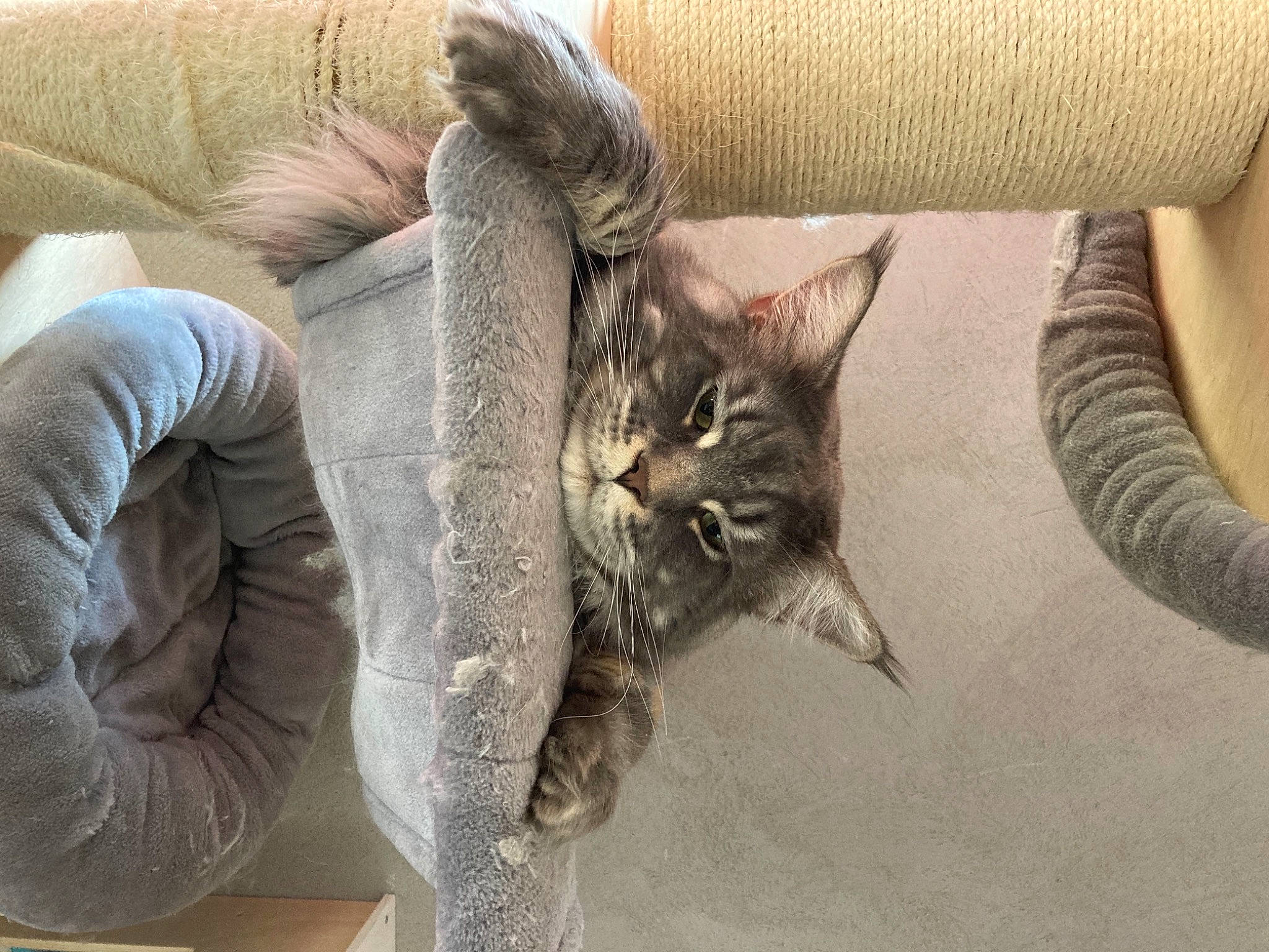 Oxbow a rejoint le concours — aidez-le/la à gagner de superbes lots ! carnivore, cat, comfort, couch, domestic_short_haired_cat, felidae, fur, grey, human_leg, jacket, linens, mammal, sleeve, small_to_medium_sized_cats, tail, textile, tree, vertebrate, whiskers, wood