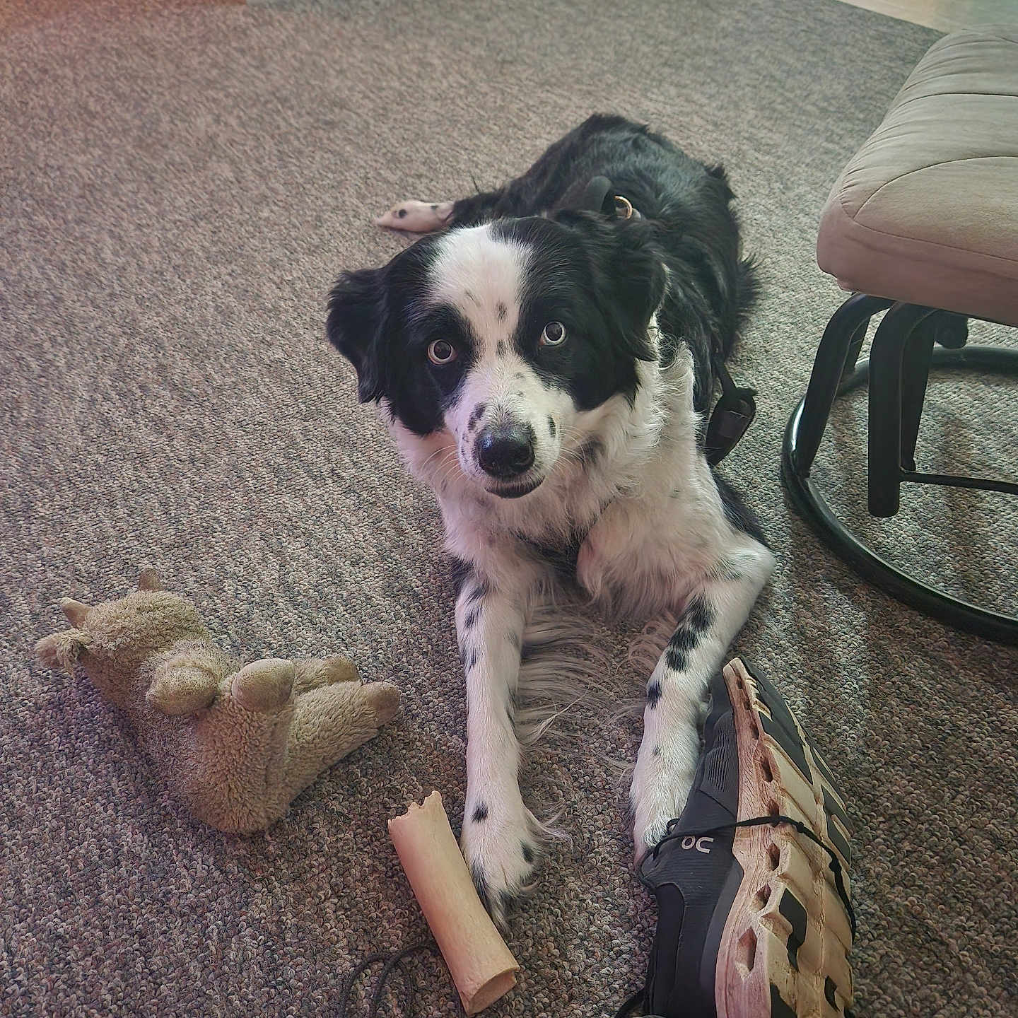 Mia is registered to the contest to win money with this photo: dog, black_and_white, carpet, plush_toy, bone, sneaker, shoe, indoor, pet, animal, floor, furniture, chair, looking_up, lying_down, domestic, cute, playful, home, companion