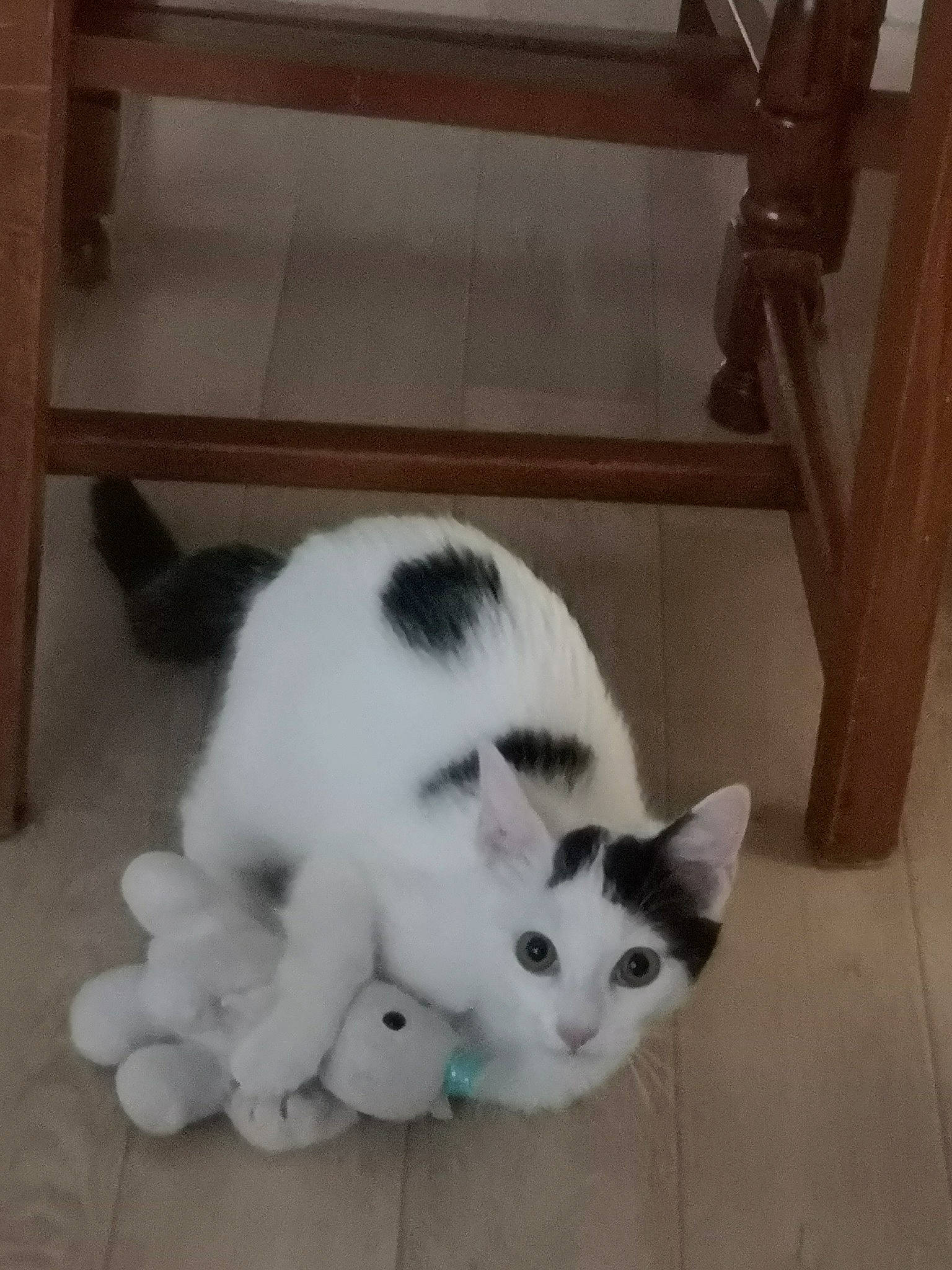 Miyuki participe au concours pour gagner de l'argent avec cette photo : aegean_cat, carnivore, cat, domestic_short_haired_cat, european_shorthair, felidae, japanese_bobtail, kitten, mammal, paw, polydactyl_cat, small_to_medium_sized_cats, tail, turkish_angora, turkish_van, whiskers